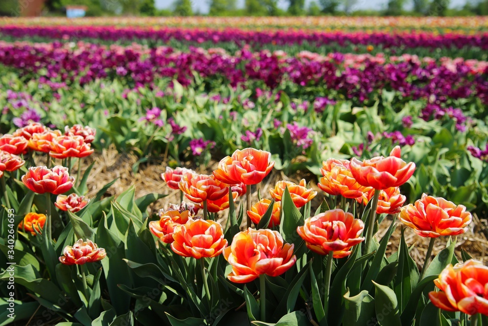 View on field of german cultivation farm with countless tulips (focus on orange flowers foreground) - Grevenbroich, Germany View on field of german cultivation farm with countless tulips (focus on orange flowers foreground) - Grevenbroich, Germany