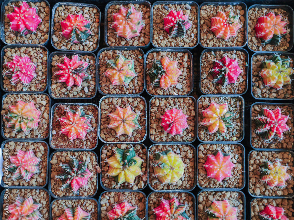 Beautiful Colorful small Gymnocalycium cactus on pot in the garden.Selective focus Variegated Gymnocalycium mihanovichii. Beautiful Colorful small Gymnocalycium cactus on pot in the garden.Selective focus Variegated Gymnocalycium mihanovichii.