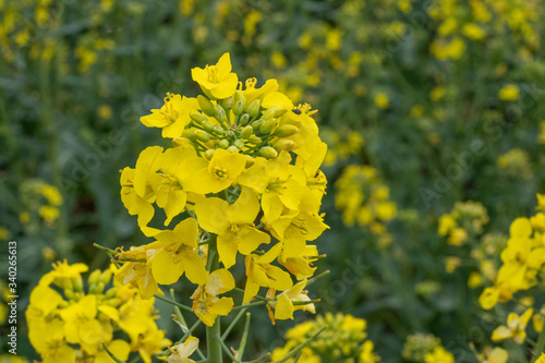 Close up Yellow Flower Rapeseed Spring Background Layer Texture