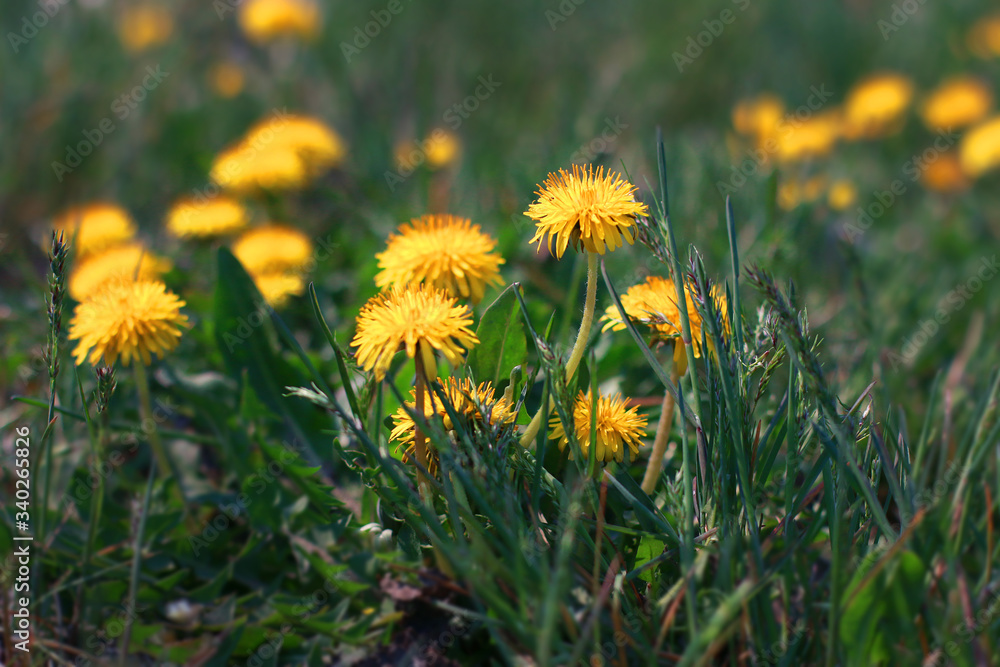 flowers bloom in the early Sunny morning in spring flowers bloom in the early Sunny morning in spring