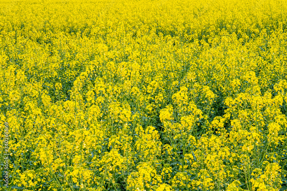 Yellow Flower Rapeseed Field in Spring Panorama Background Layer Texture Yellow Flower Rapeseed Field in Spring Panorama Background Layer Texture