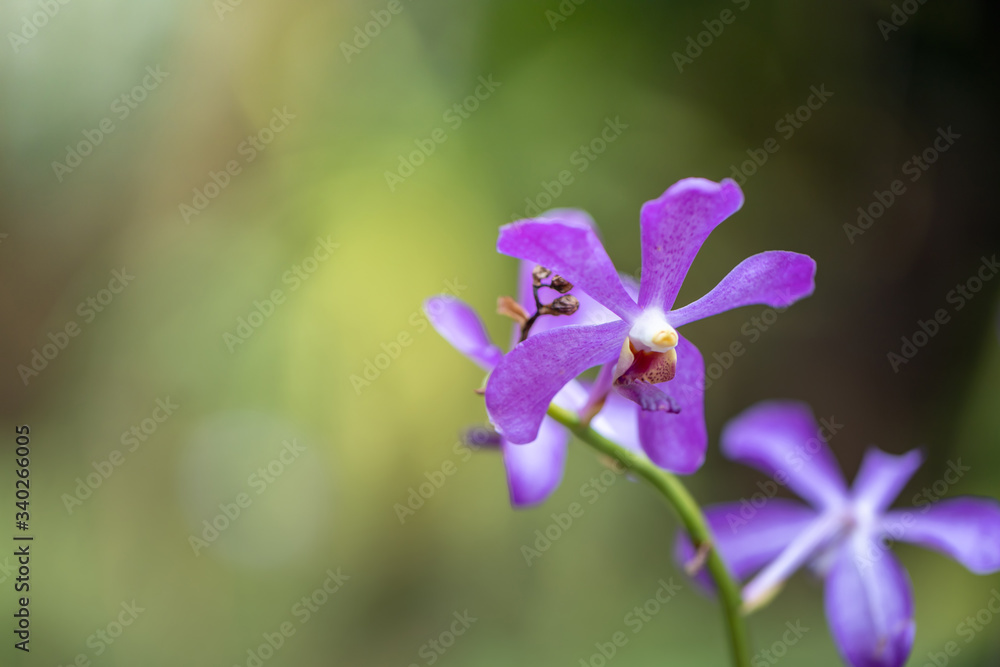 Beautiful blooming orchids in forest