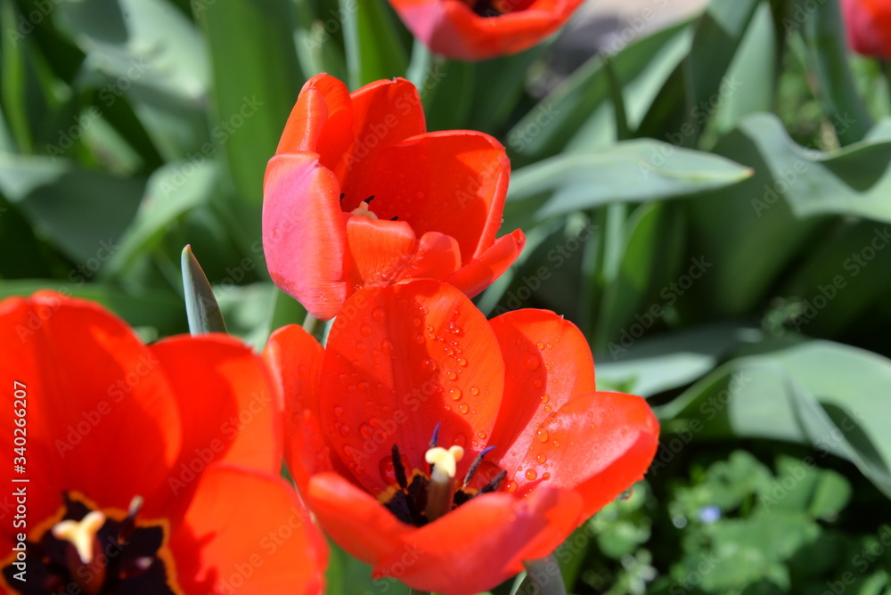 red Tulip buds bloom in spring and emit a fragrant smell red Tulip buds bloom in spring and emit a fragrant smell