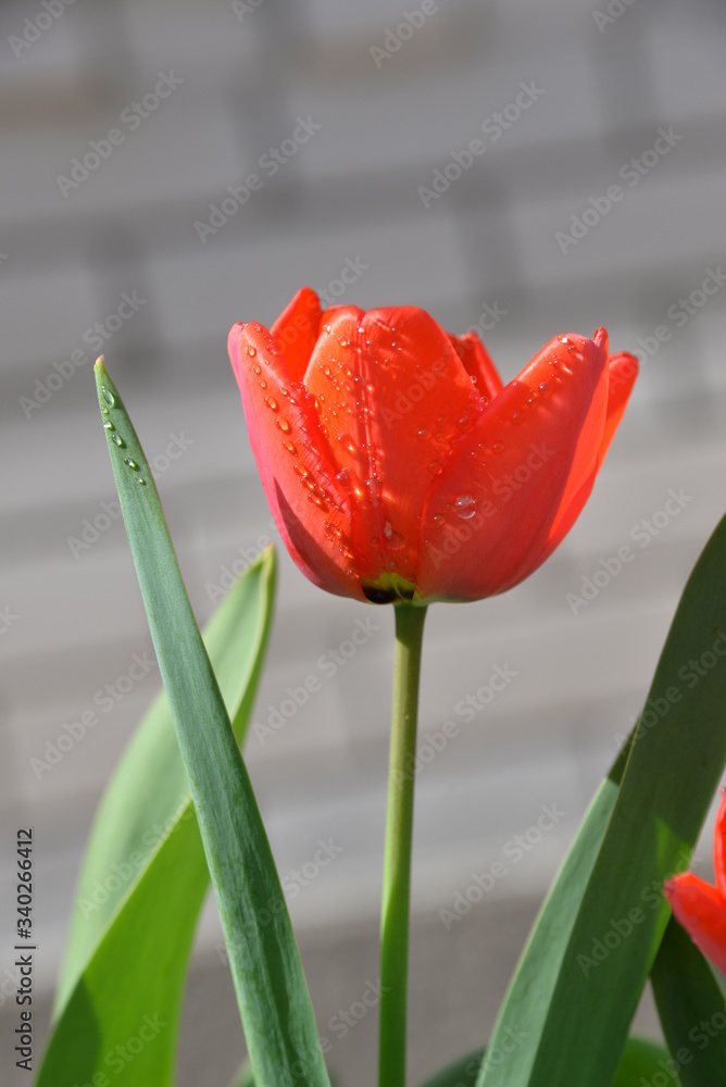 Fototapeta premium red Tulip buds bloom in spring and emit a fragrant smell