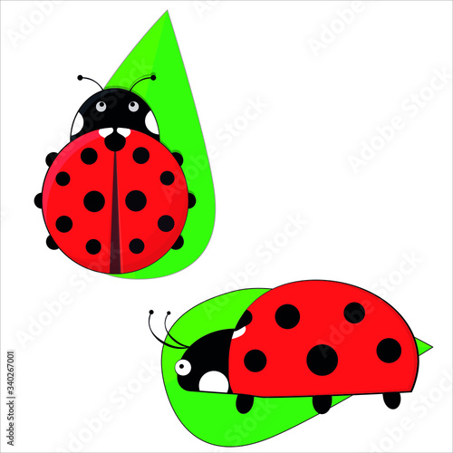 Insect ladybug on a green leaf.