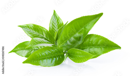 green tea leaf on white background