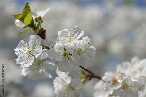 small white flowers bloom in spring on a cherry tree