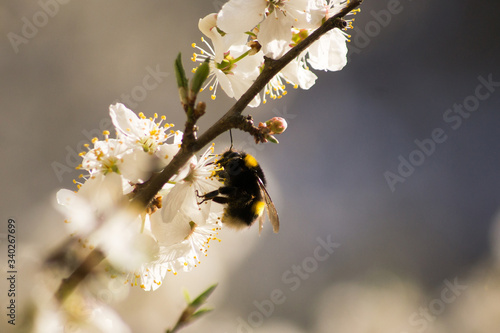 White flowers on a tree twig. Bumblebee sitting on a flower. Spring day © Pawel Krupka
