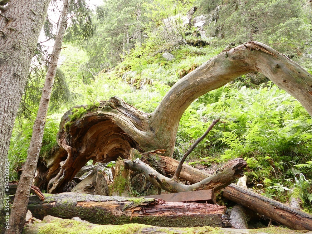 Obraz premium Mysthischer Baum