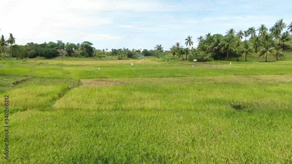 Low altitude flying over rice fields in Asia. On the side are coconut trees, cows and ox. The Green to the yellow field. In the end, is a small blue cottage. Daytime shot by a drone. Low altitude flying over rice fields in Asia. On the side are coconut trees, cows and ox. The Green to the yellow field. In the end, is a small blue cottage. Daytime shot by a drone.