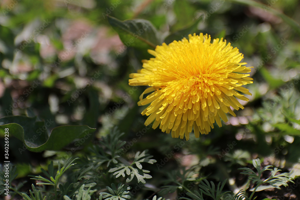 Spring flowers. Yellow dandelion on a blurred background. Copy space.