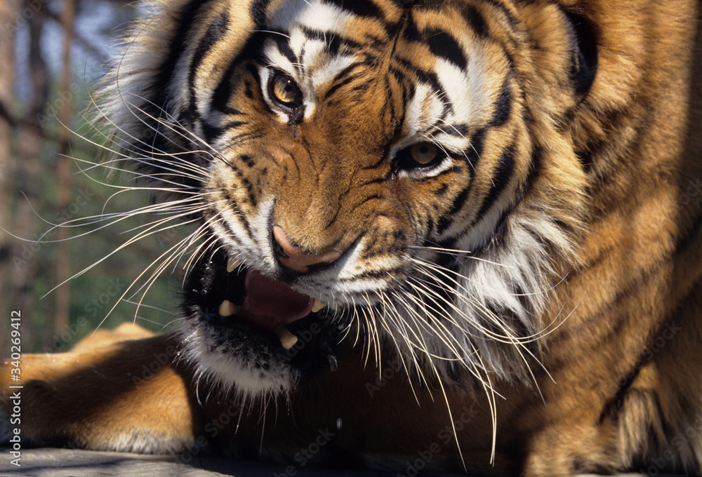 Obraz premium The Bengal tiger