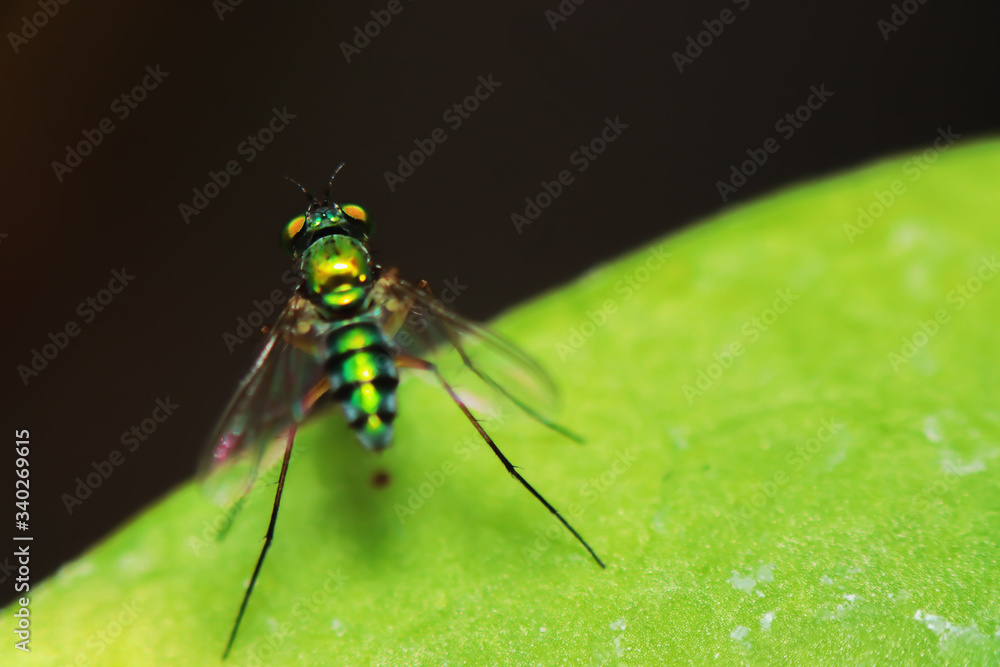 Fototapeta premium Close up a Robber fly on green leaves