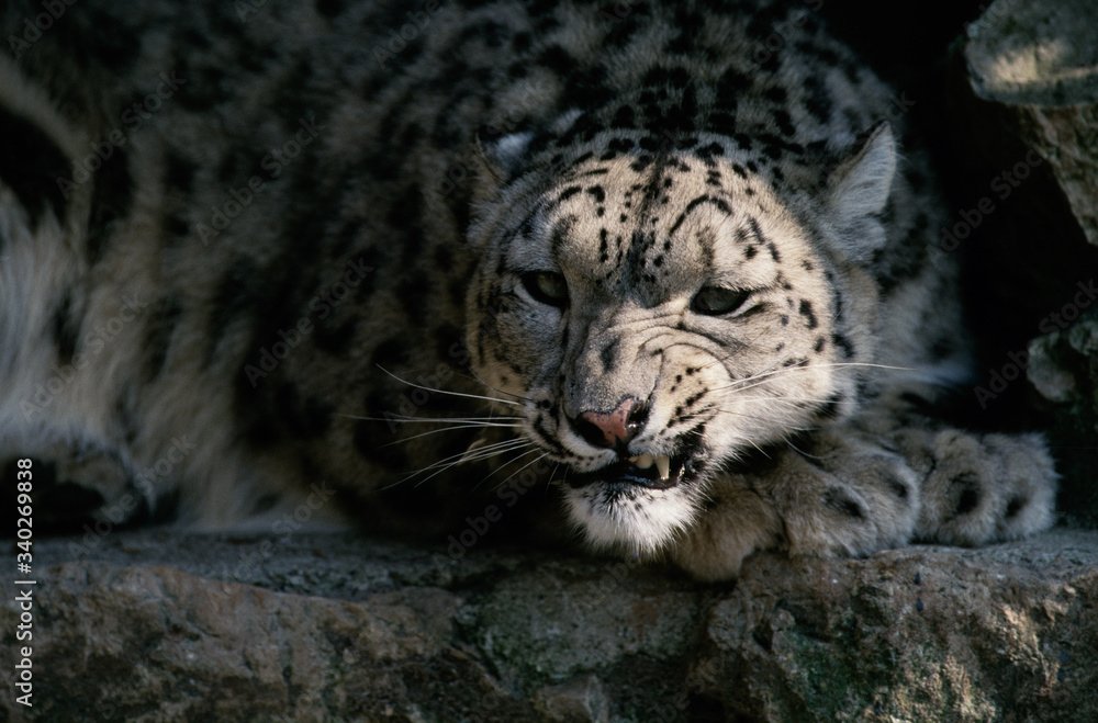 The snow leopard (Panthera uncia) The snow leopard (Panthera uncia)