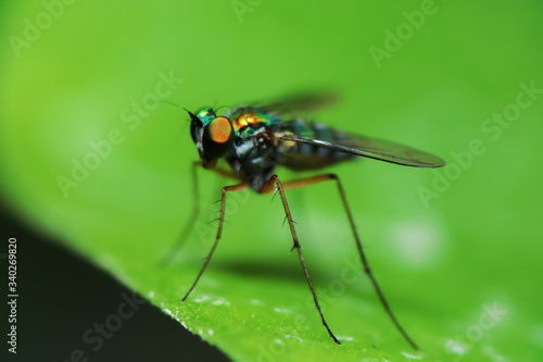 Robber fly on green leaves