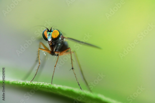 Robber fly on green leaves © Pattana