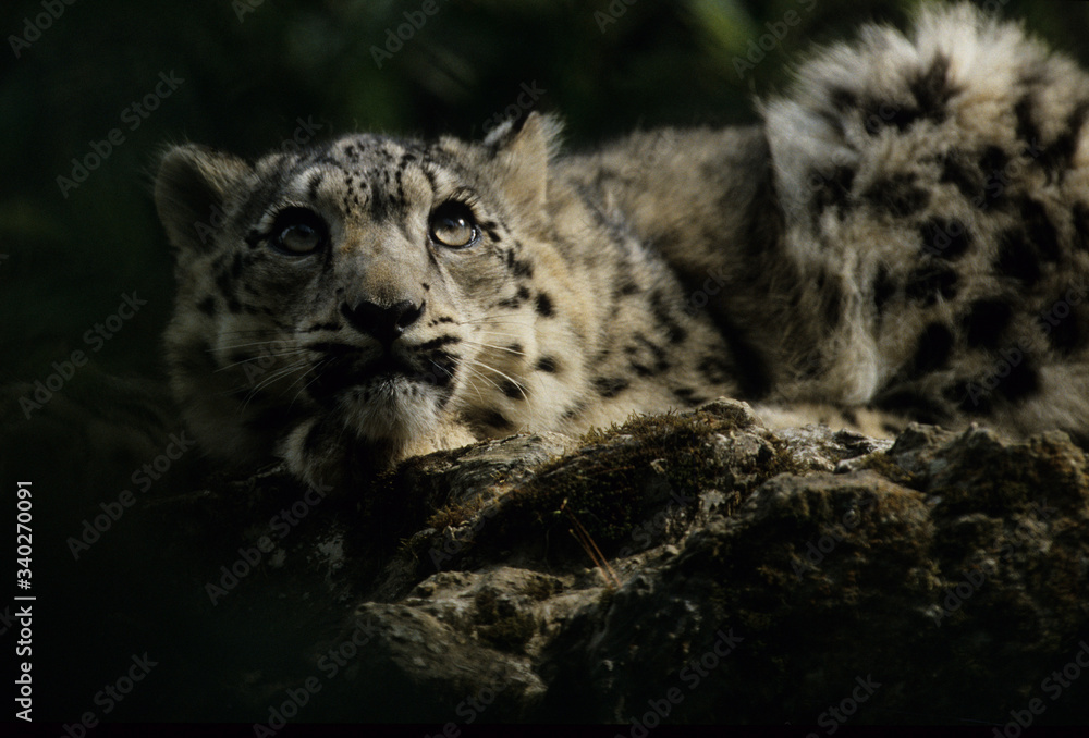 Obraz premium The snow leopard (Panthera uncia)