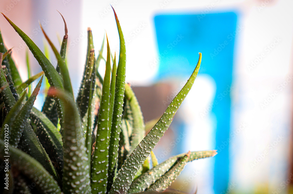 Haworthia plante décorative_2 Haworthia plante décorative_2