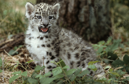The snow leopard (Panthera uncia) © Ipman65
