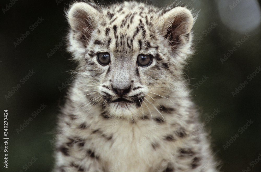 The snow leopard (Panthera uncia) The snow leopard (Panthera uncia)