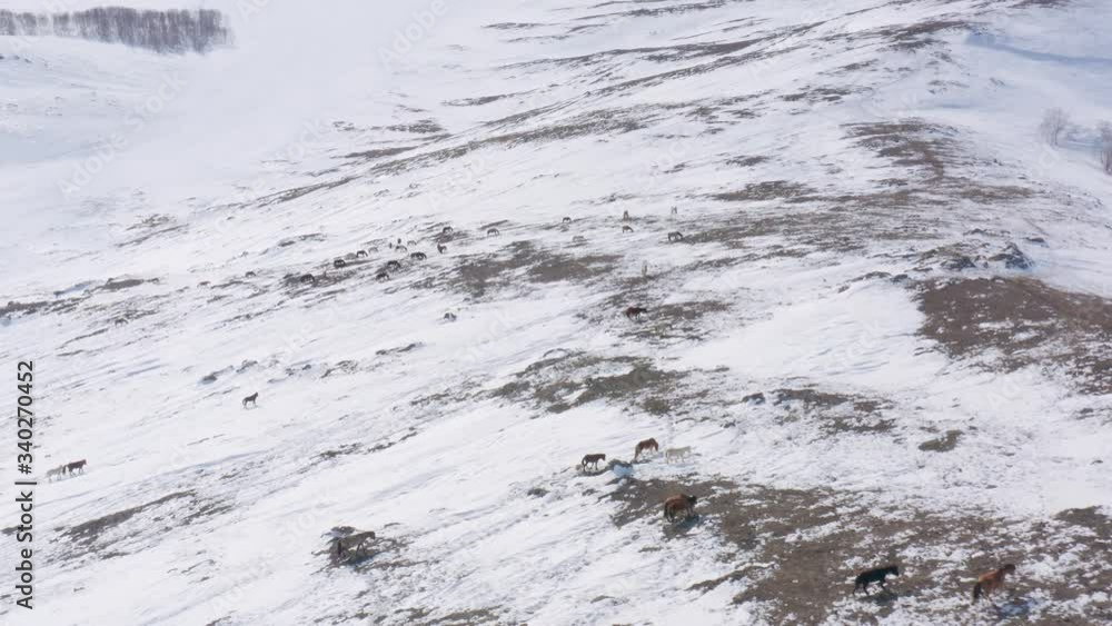 Herd of horses grazes in the hilly mountains in winter with snow cover. Sunny day. Drone follow shot Herd of horses grazes in the hilly mountains in winter with snow cover. Sunny day. Drone follow shot