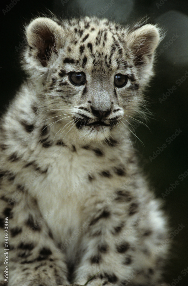 The snow leopard (Panthera uncia) The snow leopard (Panthera uncia)