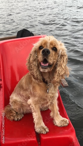 Hund auf Tretboot