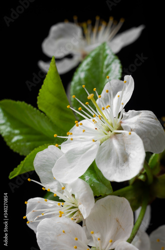 Spring flowering, cherry flower, inflorescence, on a black background.