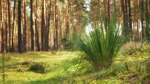 Clump of grass in the forest