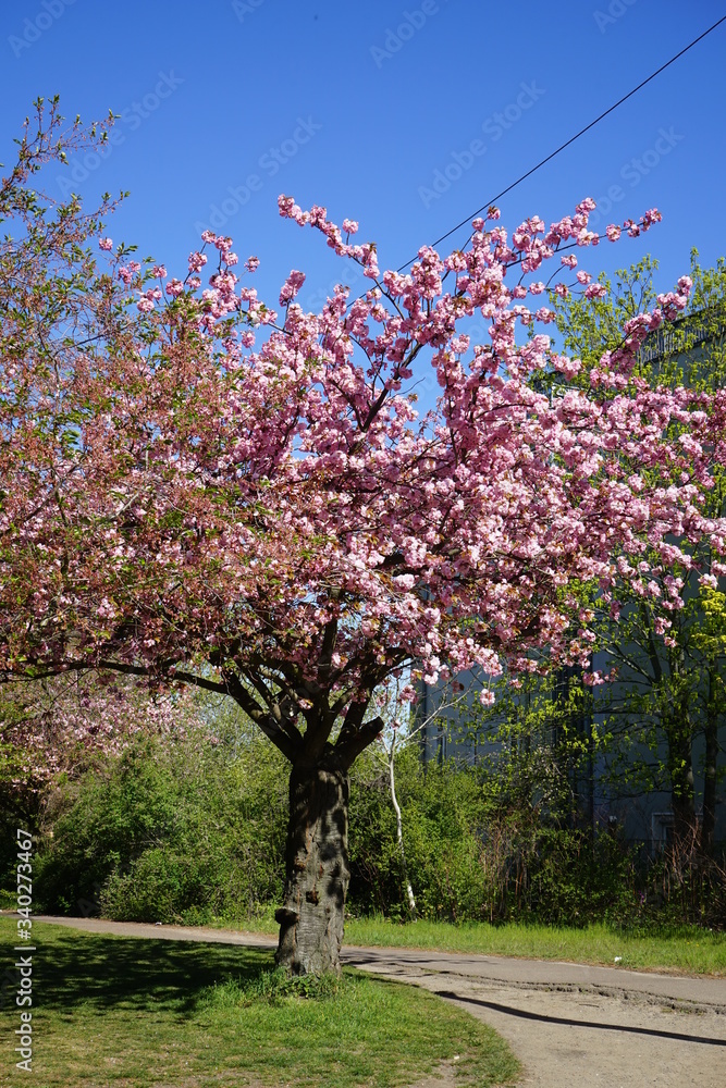 Blühender japanischer Kirschbaum im Sonnenlicht am Berliner Mauerweg (Wollankstraße) Blühender japanischer Kirschbaum im Sonnenlicht am Berliner Mauerweg (Wollankstraße)