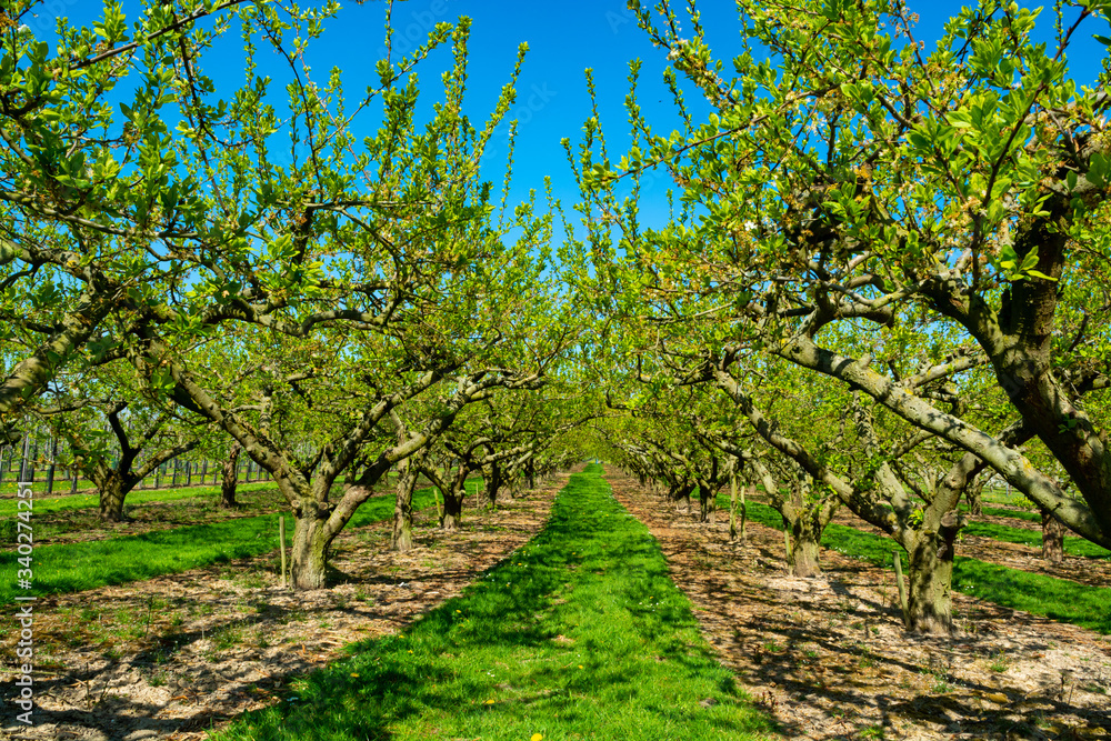 Naklejka premium Rows with plum trees with white blossom in springtime in farm orchards, Betuwe, Netherlands