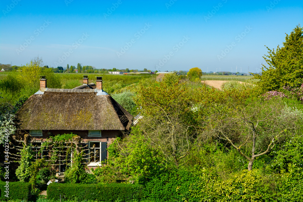 Small Dutch village and fruit orchards with spring blossom along dam in Betuwe, Netherlands Small Dutch village and fruit orchards with spring blossom along dam in Betuwe, Netherlands