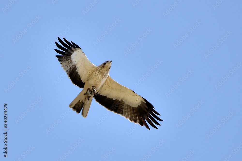 Obraz premium aguila calzada volando sobre el cielo azul con una presa en las garras (hieraaetus pennatus) Marbella Andalucía España 