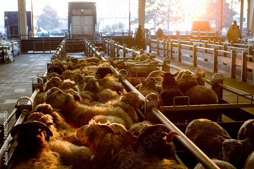 Marché professionnel pour la vente des bestiaux photo