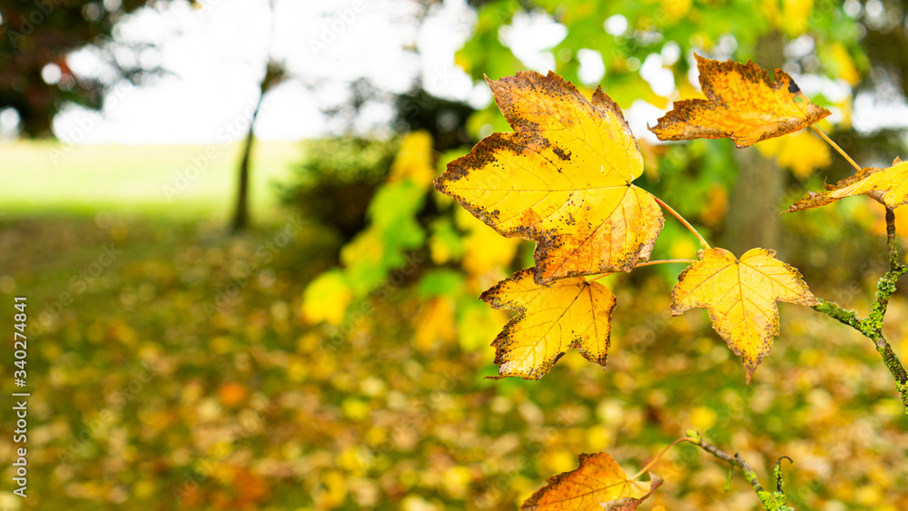 Obraz premium yellow maple leaves