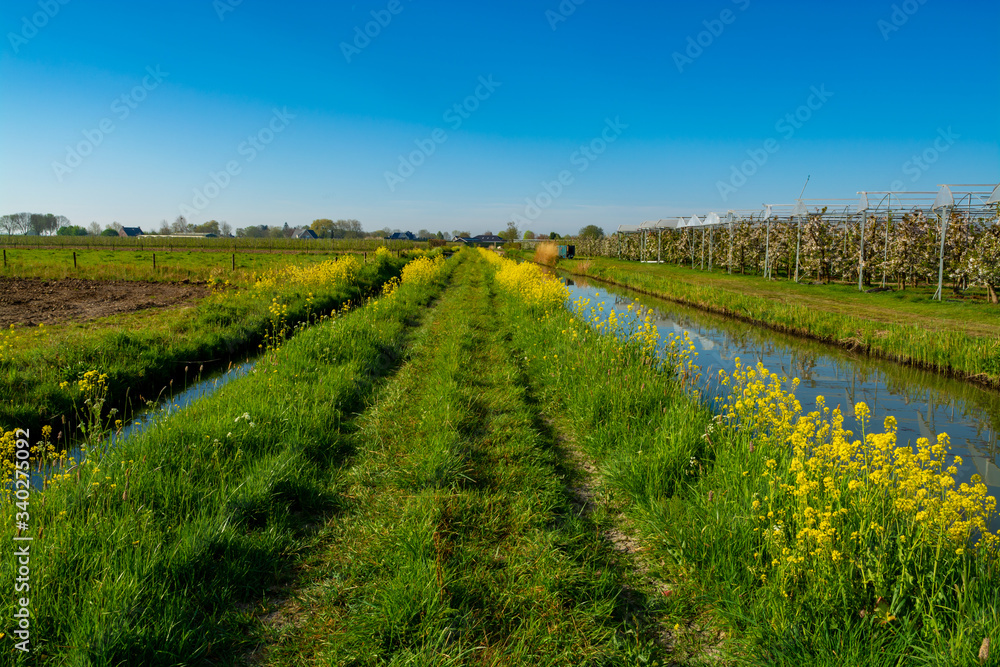 Spring nature landscape in Betuwe, Gelderland, Netherlands