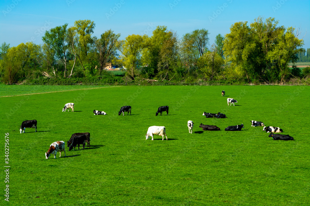 Dutch black white cows with milk grazing on green grass pasture