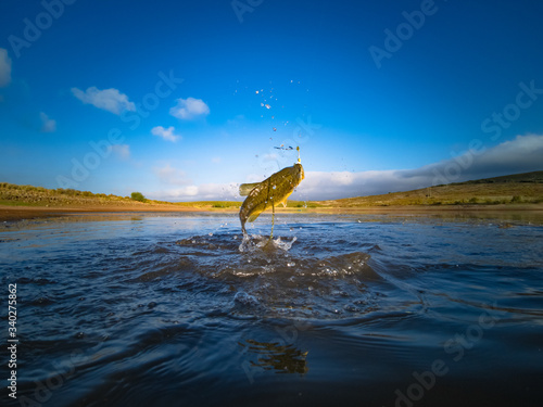 Big Bass Large mouth - Fishing on lake