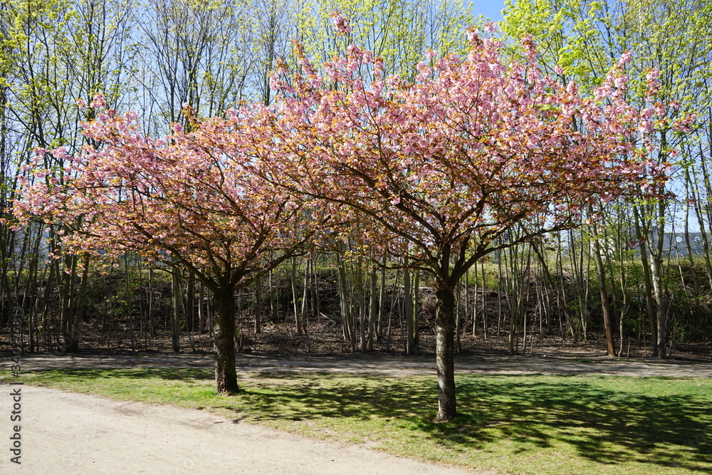 Japanische Kirschbäume in Blüte im Sonnenlicht am Berliner Mauerweg (Wollankstraße) Japanische Kirschbäume in Blüte im Sonnenlicht am Berliner Mauerweg (Wollankstraße)