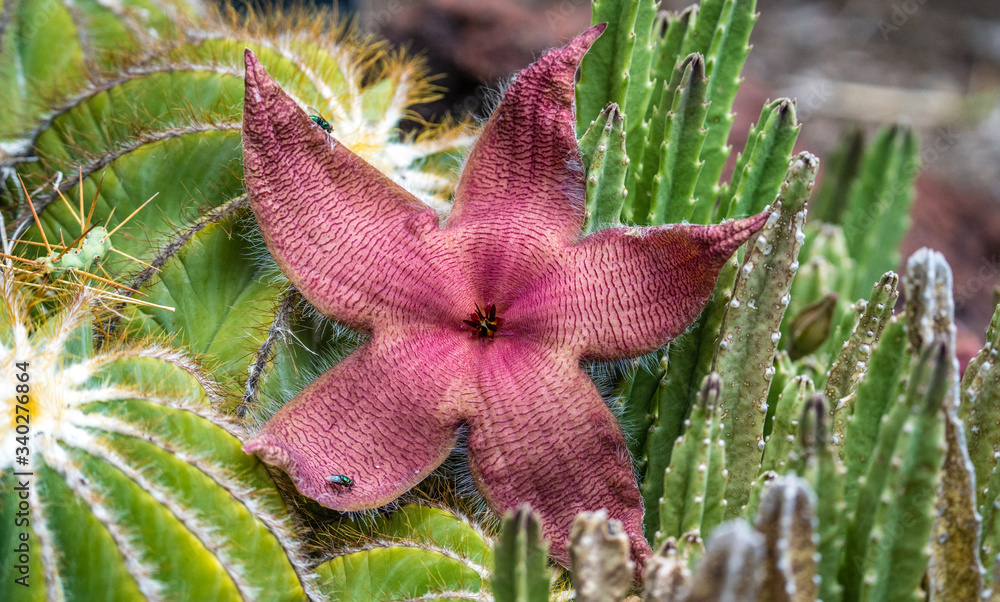 Fotografia do Stock A star fish cactus is in full bloom attracting flies to help it pollinate