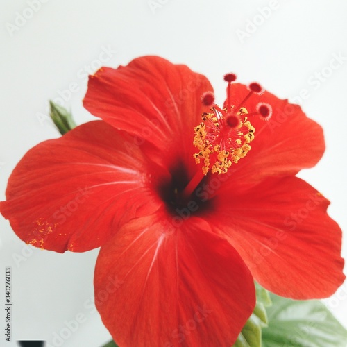 a blooming red flower on a white background