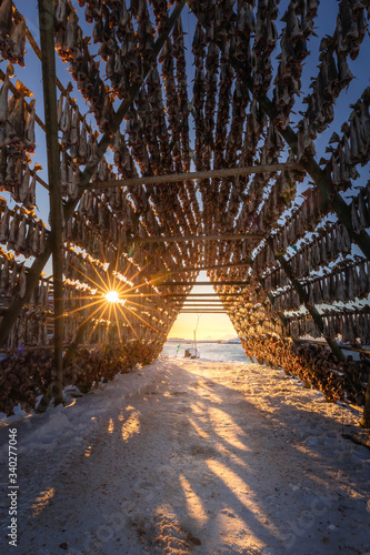 Bilde på lerret Stockfish drying at Lofoten in northern Norway