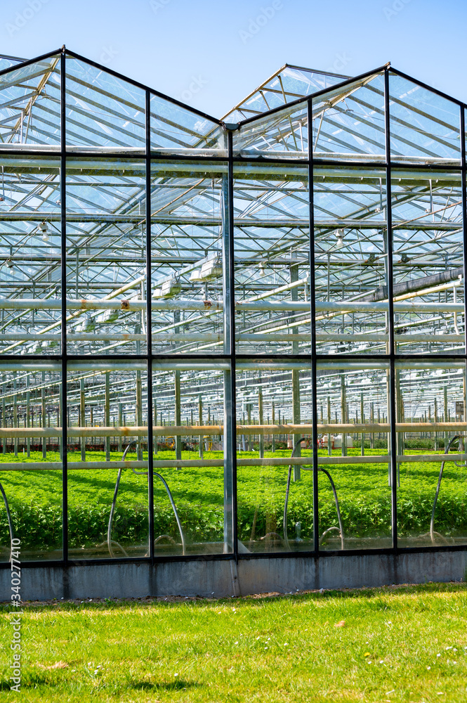 Greenhouse from glass with growing vegetables inside in sunny day Greenhouse from glass with growing vegetables inside in sunny day
