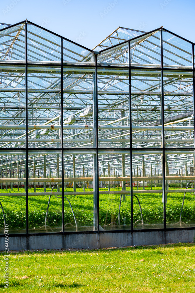 Greenhouse from glass with growing vegetables inside in sunny day