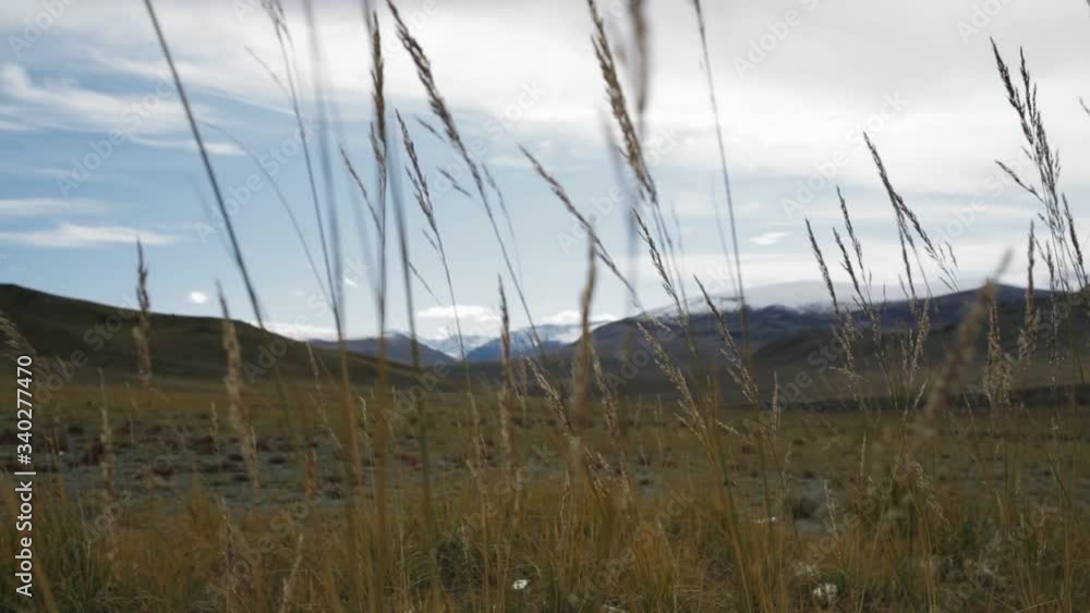 Wild tall grass blowing in wind with Altai Mountains in background, Mongolia Wild tall grass blowing in wind with Altai Mountains in background, Mongolia