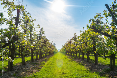 Photo Rows with plum or pear trees with white blossom in springtime in farm orchards,
