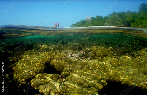 Fototapeta Naklejka Na Ścianę i Meble -  coral reef caribbean sea venezuela