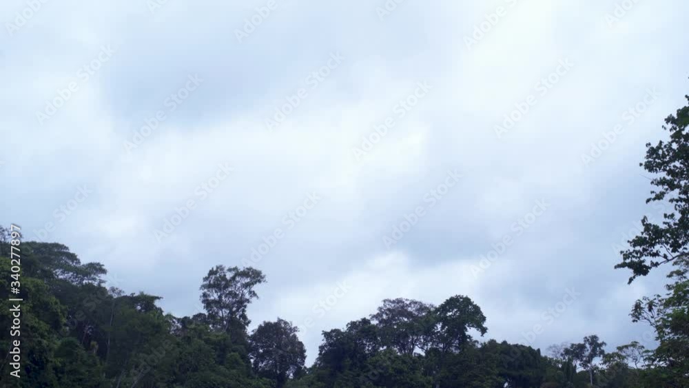 Up View of Jungle Trees during a Cloudy Day in the Amazon Up View of Jungle Trees during a Cloudy Day in the Amazon