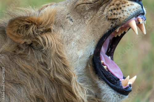 Leones y leonas en un safari por Africa, melena del rey de la selva photo