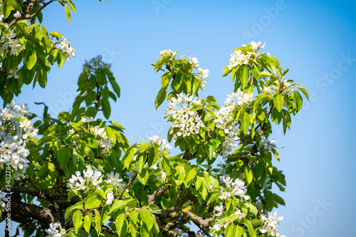 White pear fruit tree blossom in spring, blue sky background